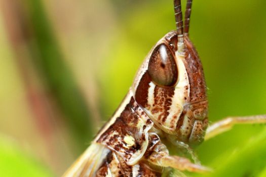 Extreme locust closeup. Grasshopper on a green leaf. High quality photo