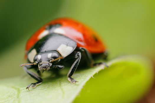 Ladybird bright red on a juicy yawning sheet. High quality photo
