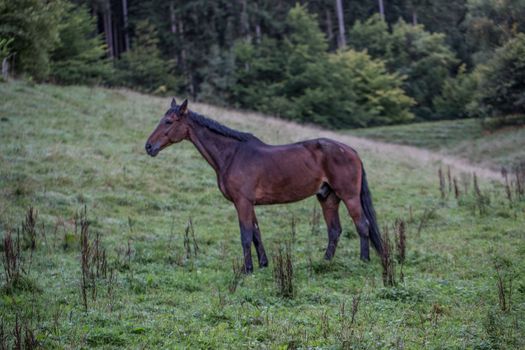 brown horse in paddock