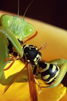 mantis, religious mantis, wasp feeding, green mantis close up. High quality photo
