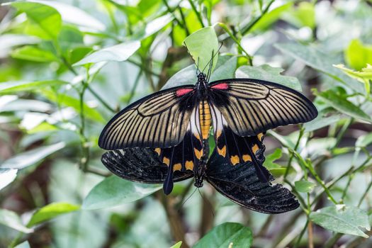 great tropical mormon knight butterfly