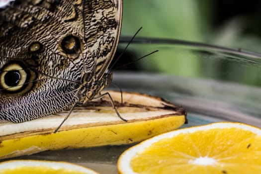 Wood owl butterfly with wing eyes