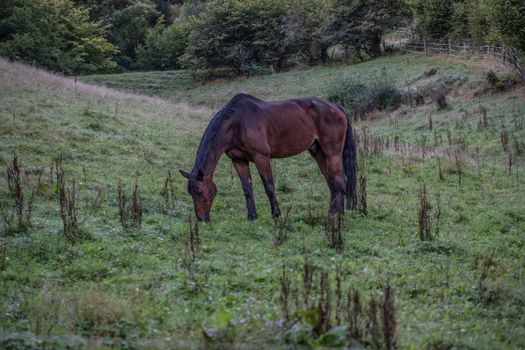 brown horse in paddock