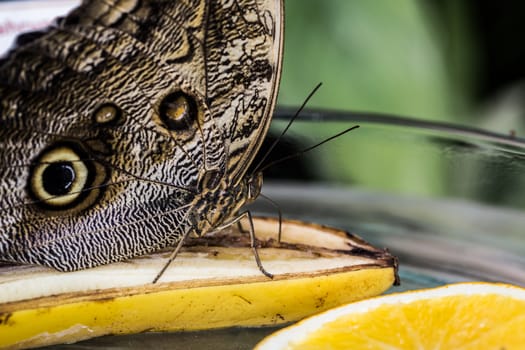 Wood owl butterfly with wing eyes