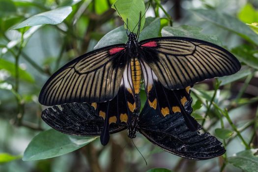 great tropical mormon knight butterfly