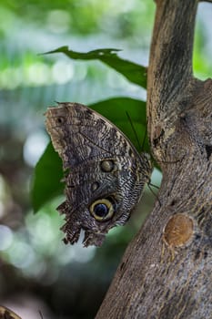 Wood owl butterfly with wing eyes