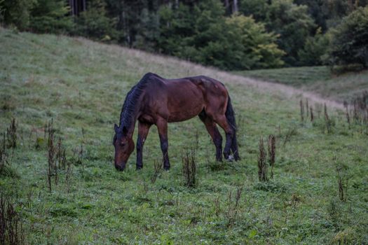 brown horse in paddock