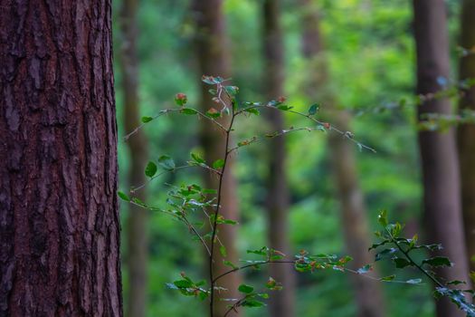 Peaceful Scene Of Forest Trees In Summer