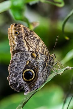 Wood owl butterfly with wing eyes