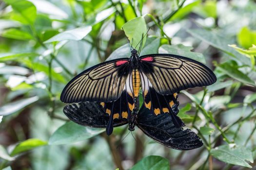 great tropical mormon knight butterfly