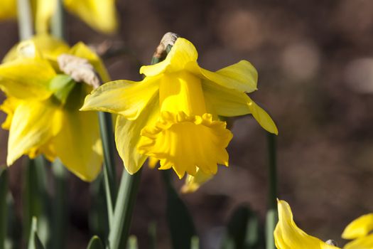 Daffodil (narcissus) 'Early Sensation' which flowers early in January and February