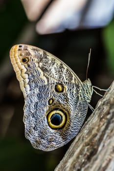 Wood owl butterfly with wing eyes