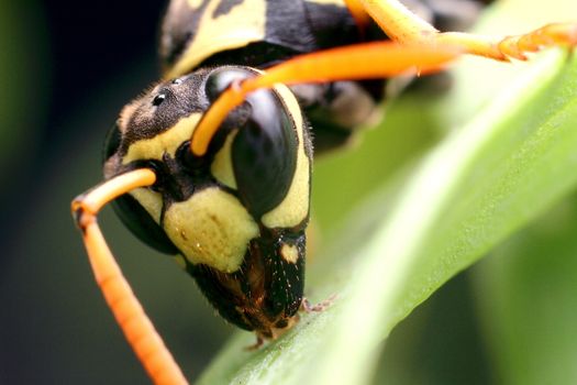 Wasp, yellow-black insect on a plant, close-up. High quality photo