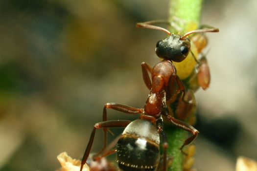 Brown ants, group, take care of aphids. High quality photo