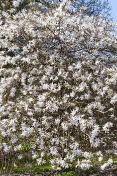 Star magnolia a winter spring white flower shrub or small tree