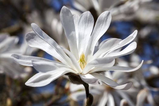 Magnolia Stellata a winter spring white flower shrub or small tree commonly known as star magnolia