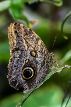 Wood owl butterfly with wing eyes