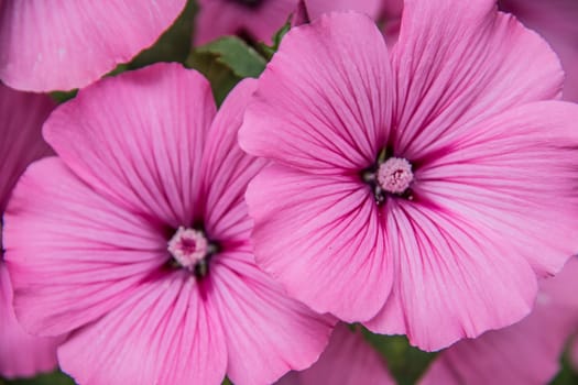 red mallow flowers in the bed