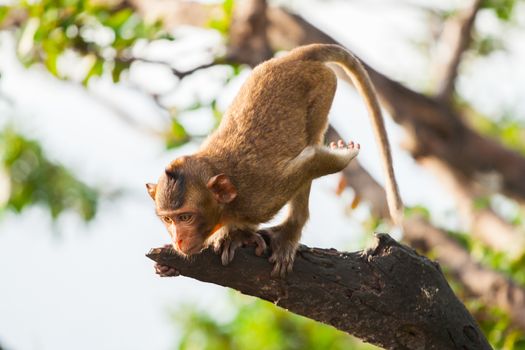 a brown color monkey stand on tree