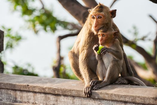 a brown color monkey stand on tree