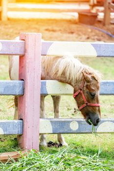 A head shot of little horse eating hay.