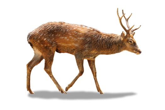 Male chital or cheetal deer (Axis axis),on white isolate