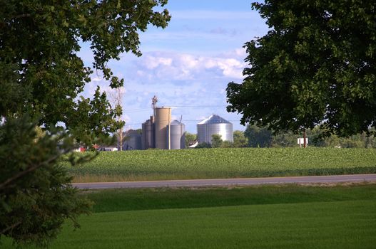 This is field of soybeans with a grain storage facilty waiting for harvest time to arrive.