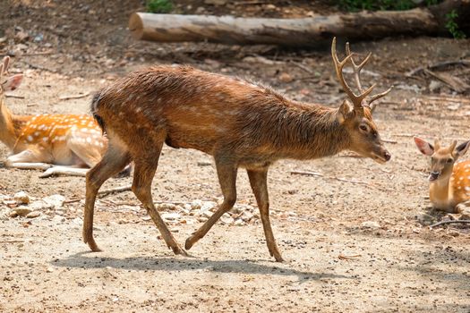 Male chital or cheetal deer (Axis axis),in sunlight