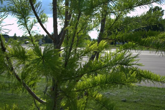 This is the view through the branches early in the morning on a sunny day.