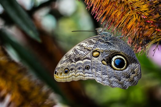 Wood owl butterfly with wing eyes