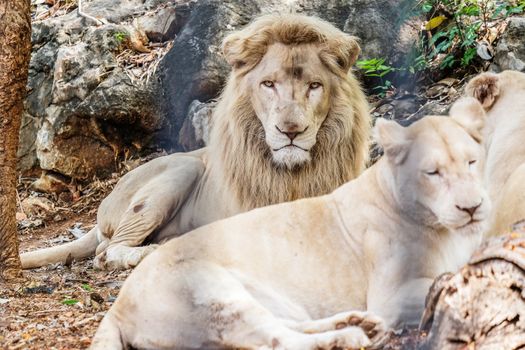 Male Lion in Cage