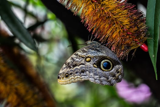 Wood owl butterfly with wing eyes