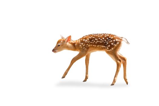 little chital or cheetal deer (Axis axis),on white isolate