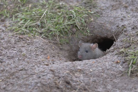 Young baby brown rat, Rattus norvegicus, pokes head and face out of a wet muddy burrow, revealing black beady eyes, ears whiskers and nose.