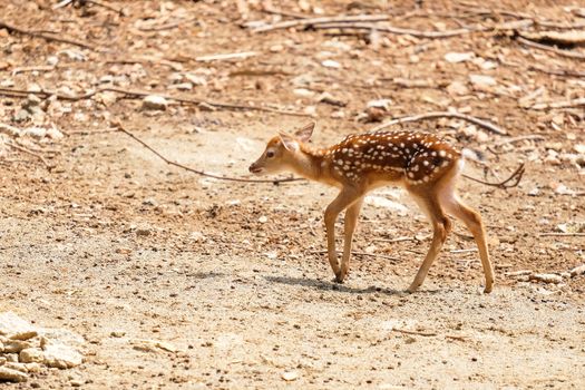 little chital or cheetal deer (Axis axis),on white isolate