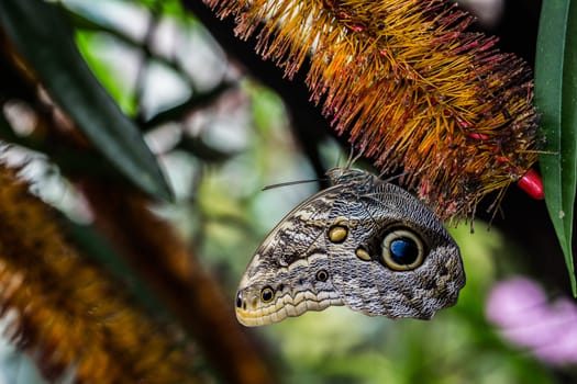 Wood owl butterfly with wing eyes