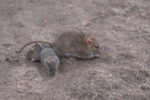 A huddle of three common brown rates forage amongst plain brown damp mud for food, their fur color camouflages them. Looking different ways.