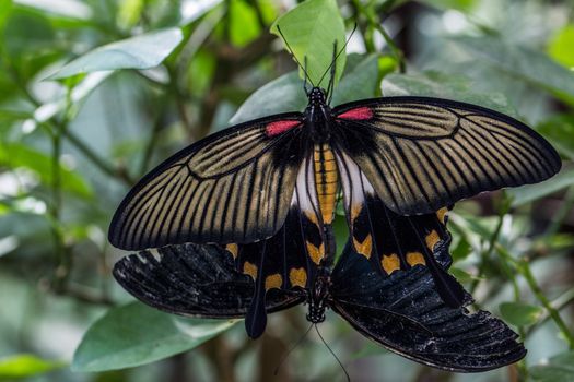 great tropical mormon knight butterfly