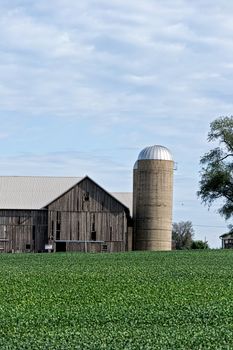 An old family farm with a new soybean crop on a midsummer's day