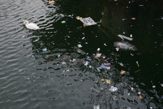 Swan looks down into murky water as swims away from a dense floating patch of litter and rubbish. Further, a dead pigeon floats too at the top.