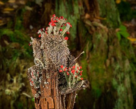Composite of Cladonia cristatella or British Soldiers Lichen growing on old wooden fence post in West Virginia against forest background