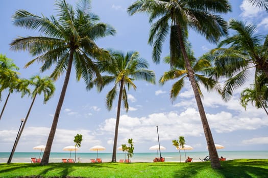 Coconut tree with sky at beach  in Tropicana location at sout of Thailand