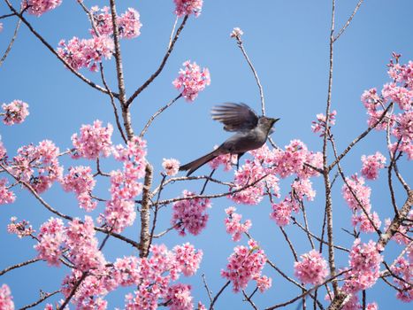 birds againsts on clear sky on tree