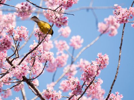 birds againsts on clear sky on tree 