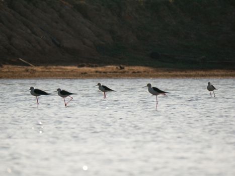 Birds are standing against mountain background