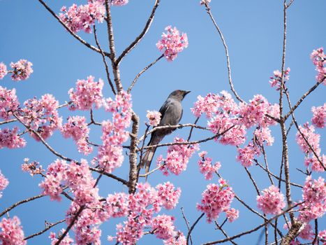 birds againsts on clear sky on tree 