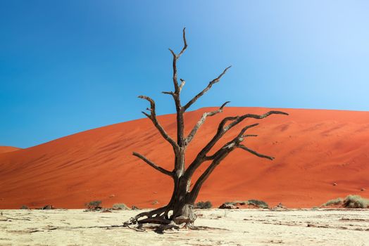 Dead camel thorn tree and the red dunes of Deadvlei near the famous salt pan of Sossusvlei. Deadvlei and Sossuvlei are located in the Namib-Naukluft National Park, Namibia.