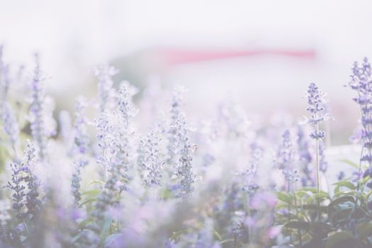 lavender flower