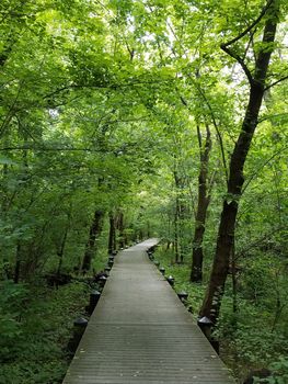 wooden boardwalk trail in a green forest