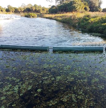 stagnant lake or pond water with divider or barrier or wall and plants